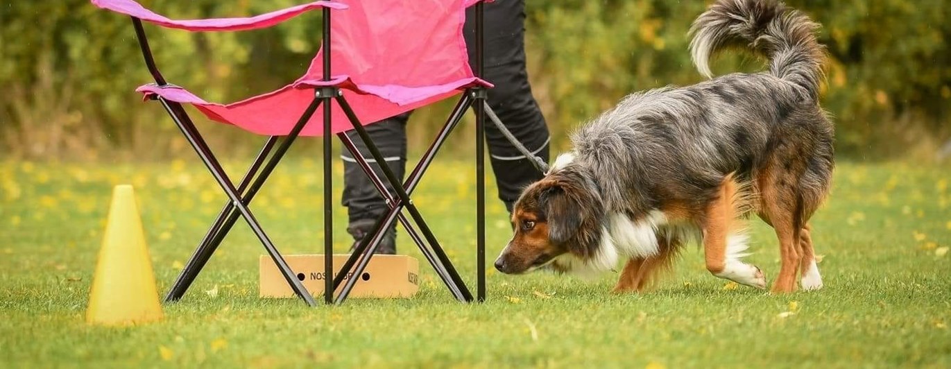 Nosework
Miniature American shepherd
