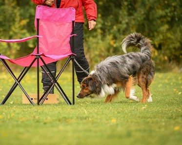Nosework
Miniature American shepherd