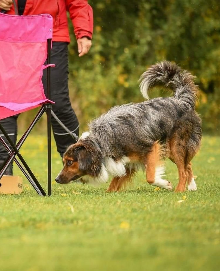 Nosework
Miniature American shepherd