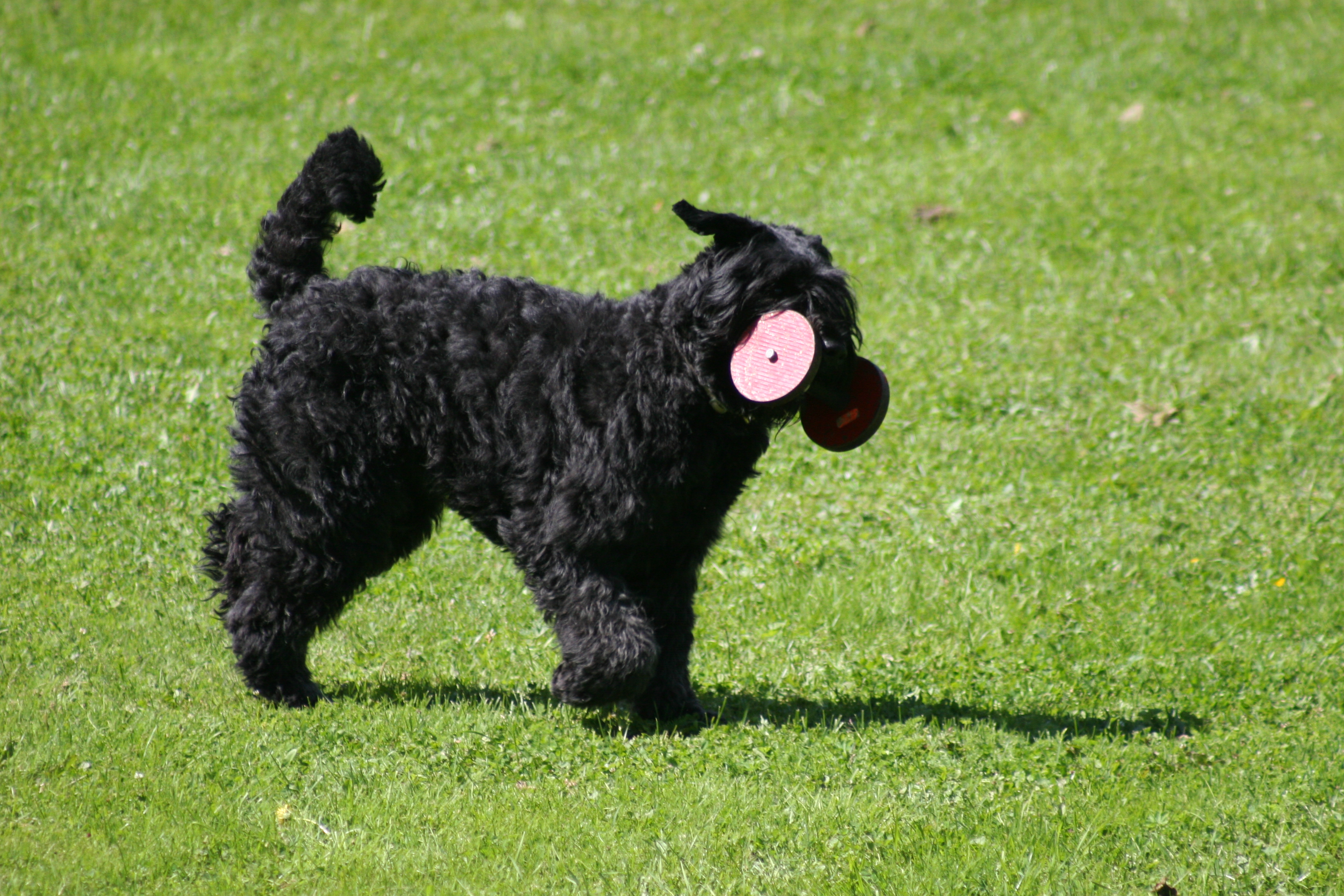 Bouvier des flandres som spinger med en apportbock i munnen