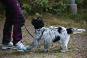 Svart/vit hund i koppel
