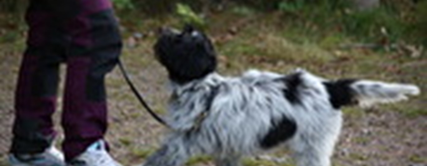 Svart/vit hund i koppel