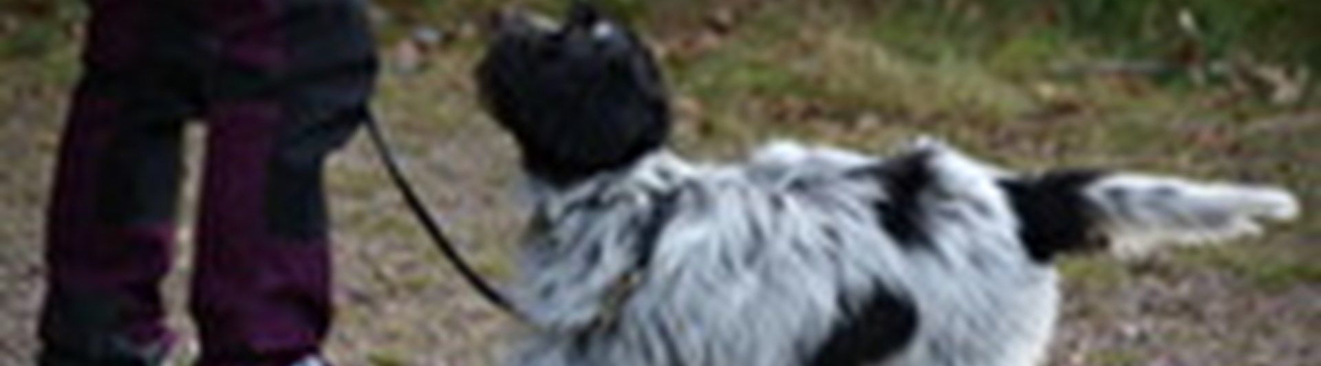 Svart/vit hund i koppel