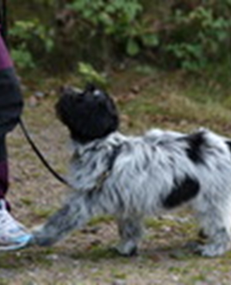 Svart/vit hund i koppel
