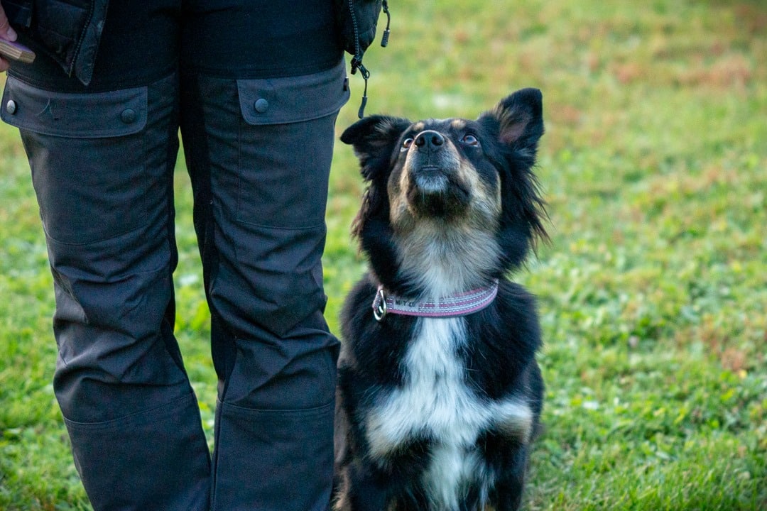 Sittande hund kikar fokuserat upp mot sin förare