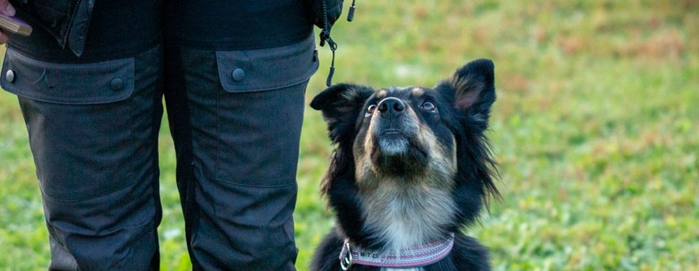 Sittande hund kikar fokuserat upp mot sin förare