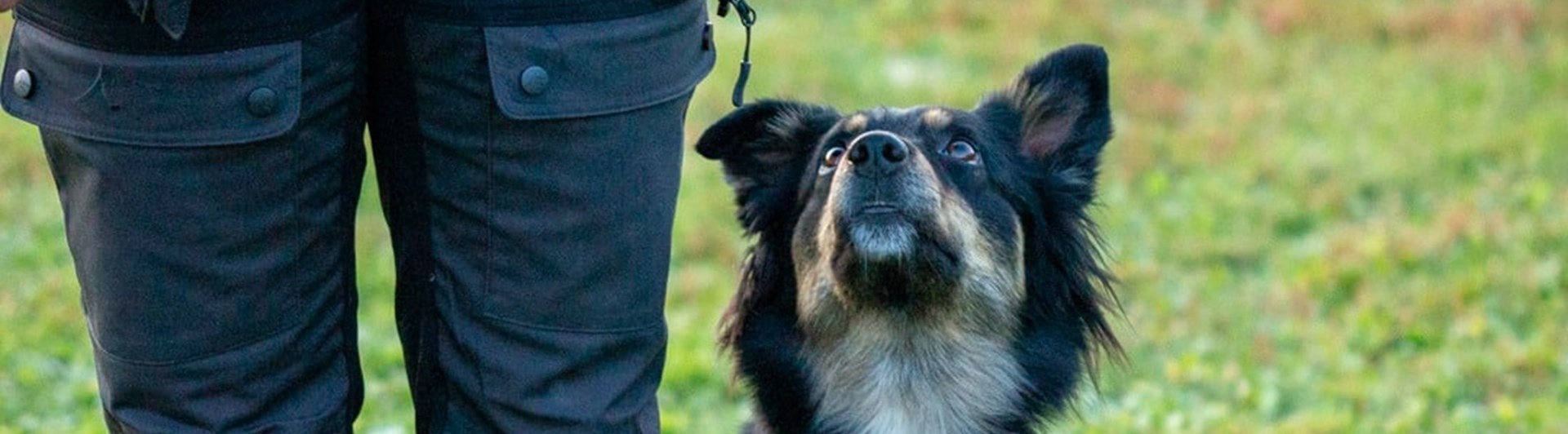 Sittande hund kikar fokuserat upp mot sin förare