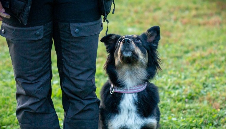Sittande hund kikar fokuserat upp mot sin förare