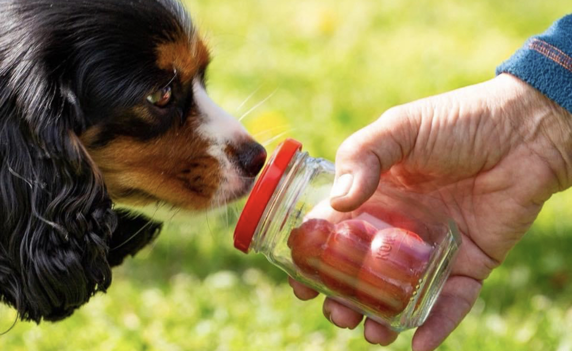 Specialsök, hund nosar på smeller