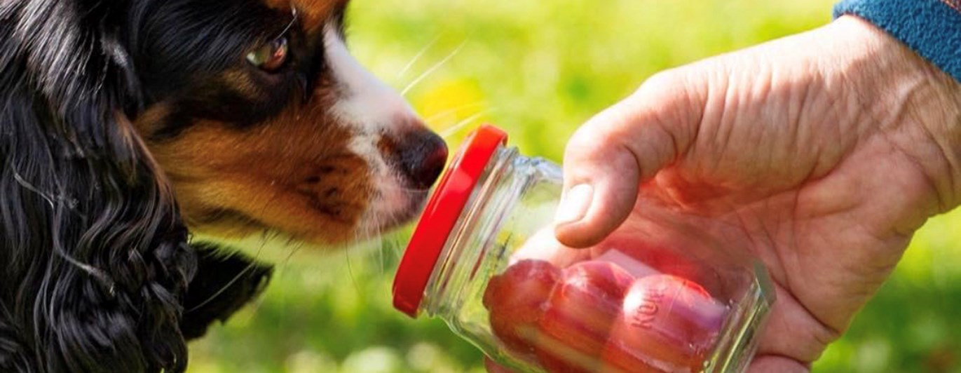 Specialsök, hund nosar på smeller