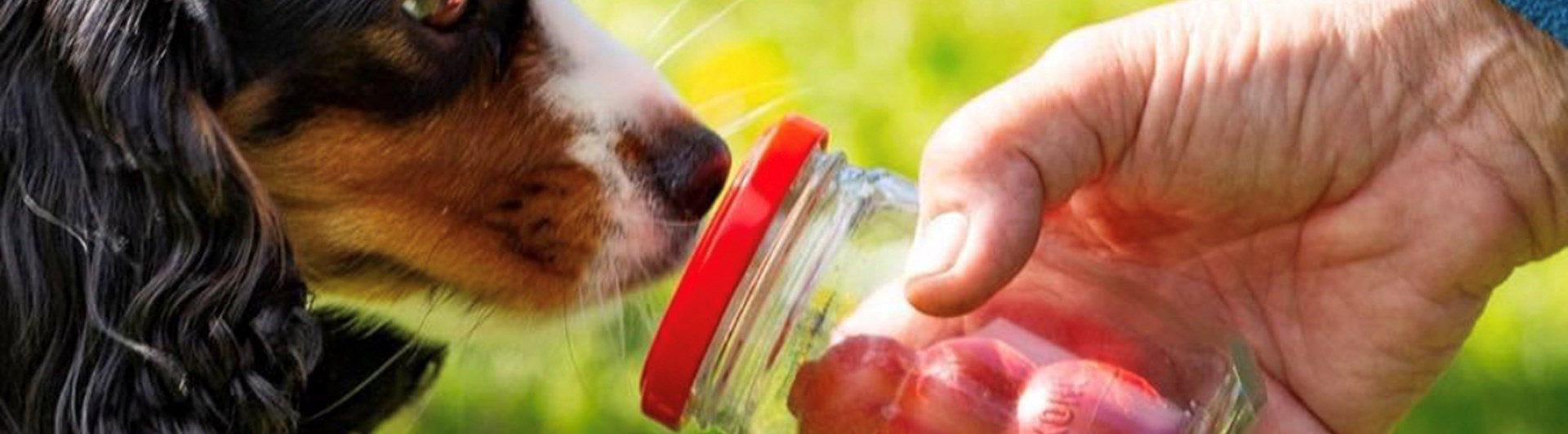 Specialsök, hund nosar på smeller