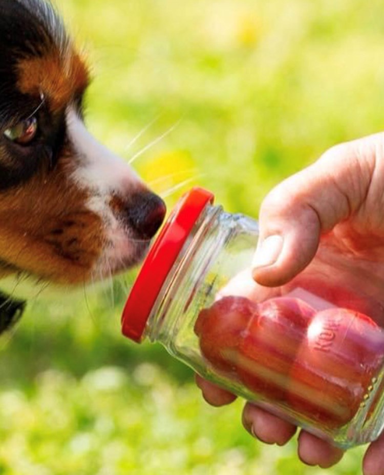 Specialsök, hund nosar på smeller