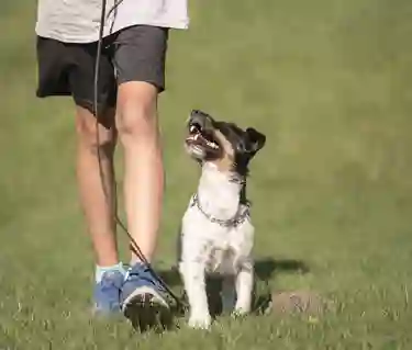 Man och kopplad hund springer
