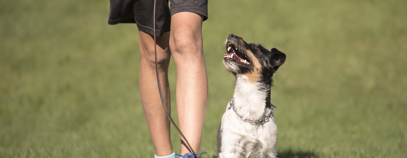 Man och kopplad hund springer