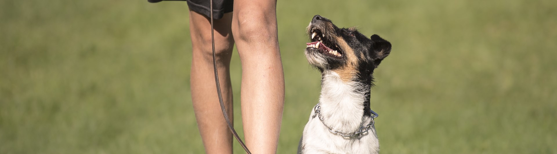 Man och kopplad hund springer