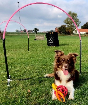 Hoopers Anneli Mårtenssons hund
