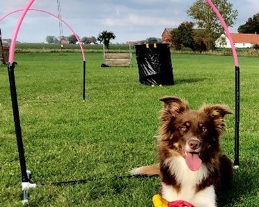 Hoopers Anneli Mårtenssons hund