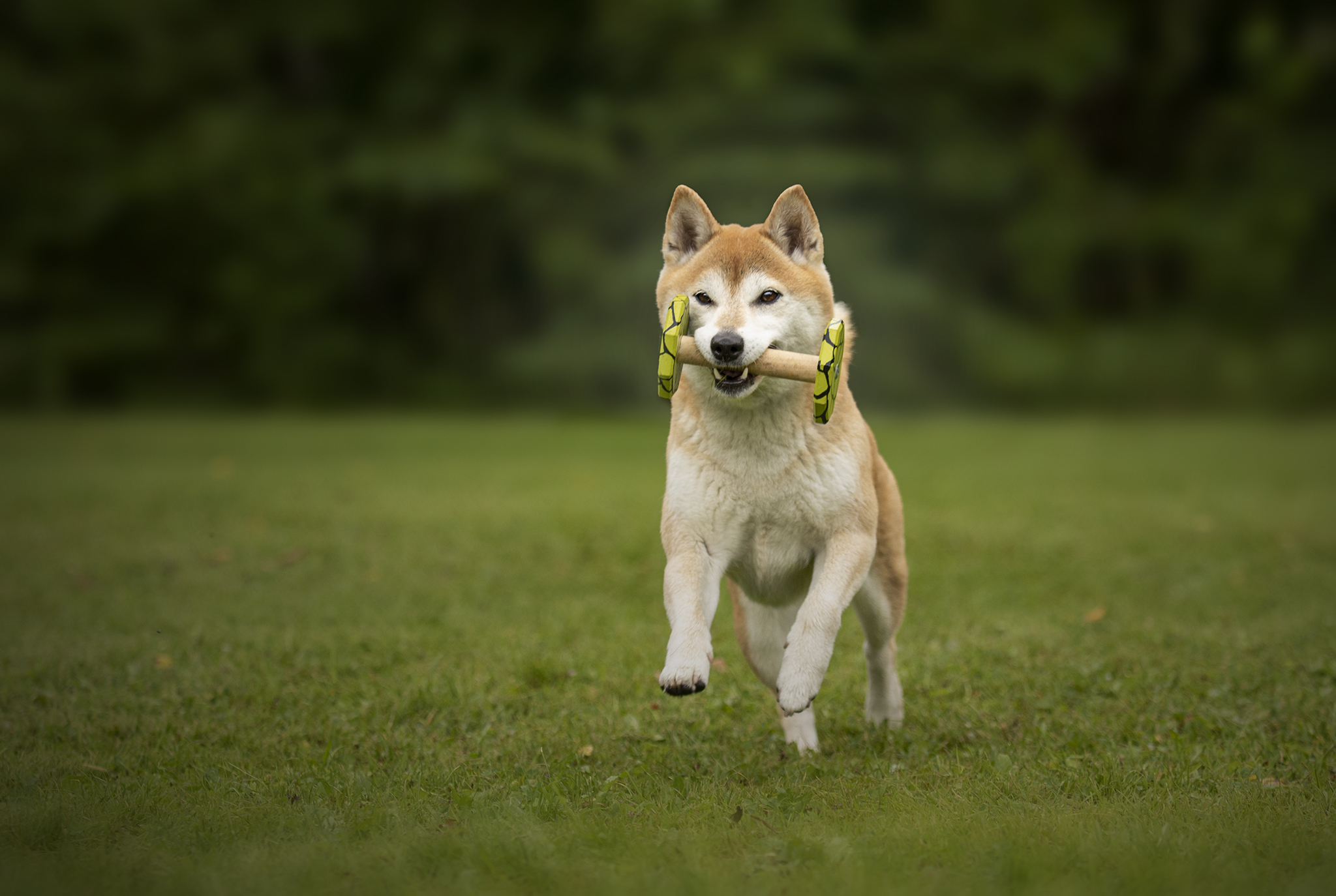 En ljusbrun mindre hund som springer framåt med en apportbock i munnen.
