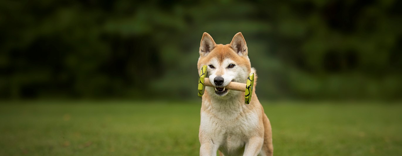 En ljusbrun mindre hund som springer framåt med en apportbock i munnen.