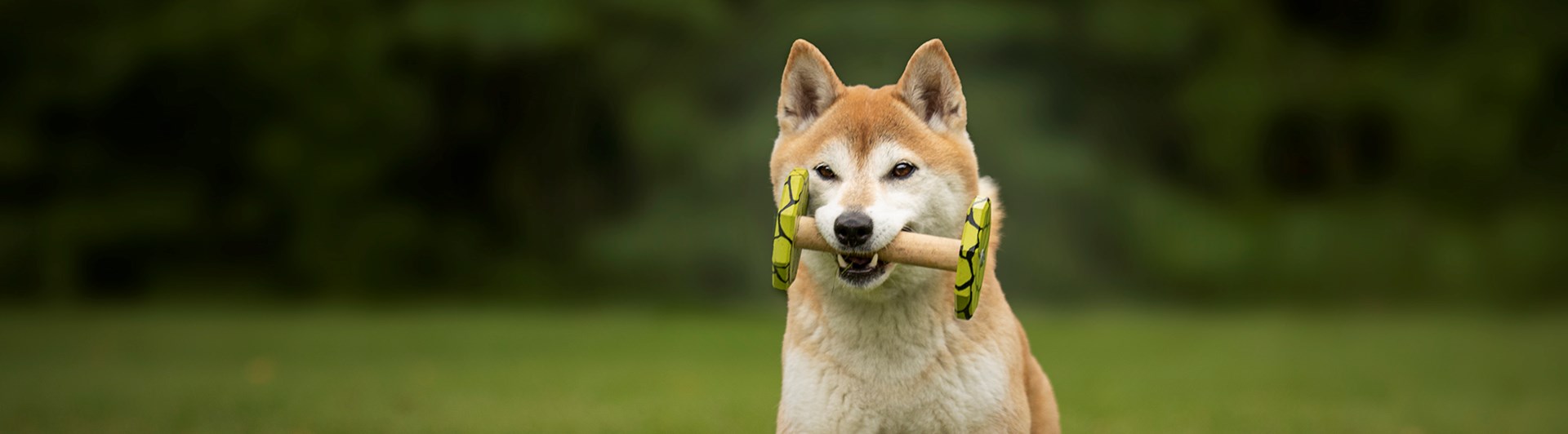 En ljusbrun mindre hund som springer framåt med en apportbock i munnen.