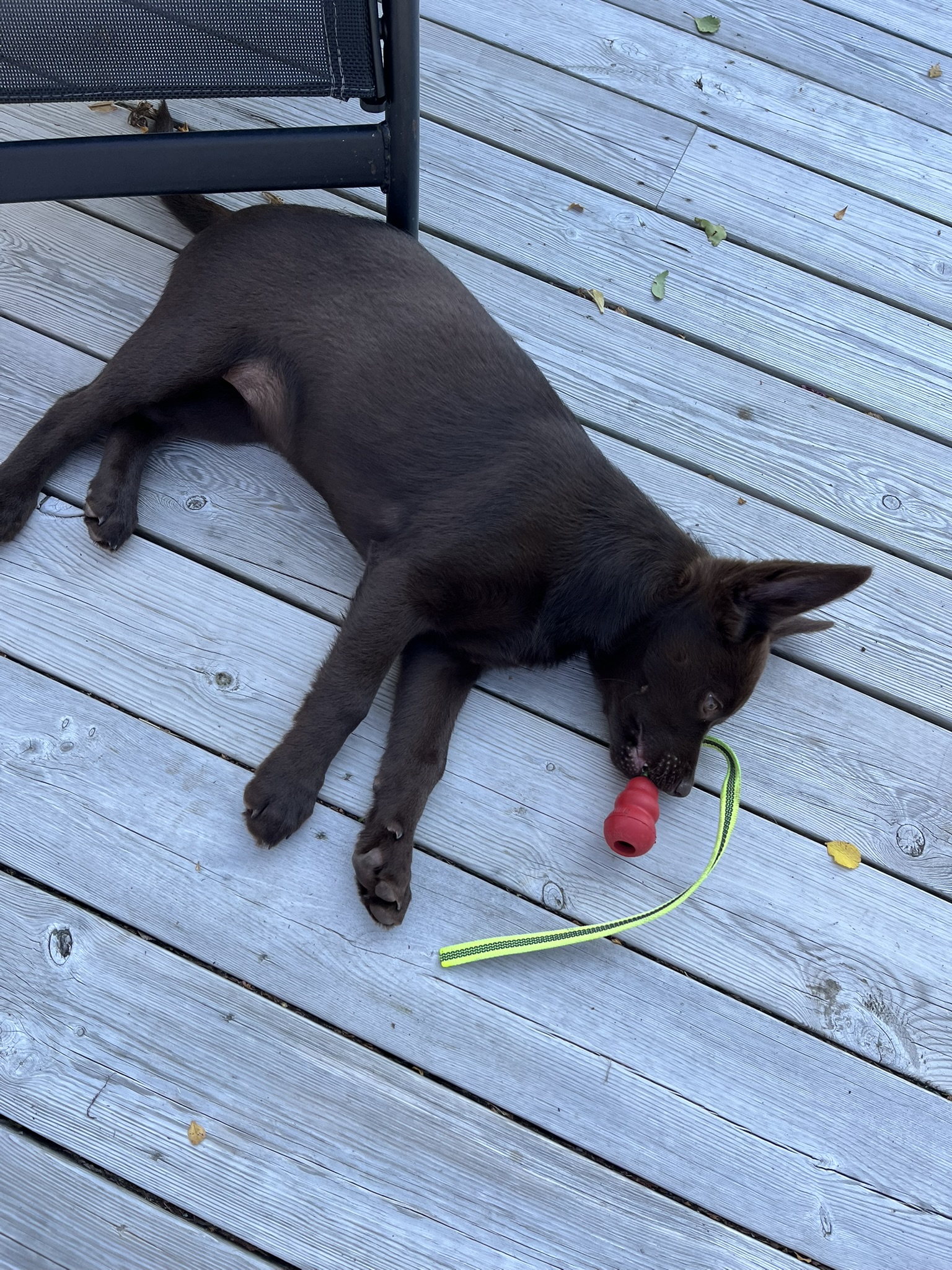 Australian kelpie valp med kong