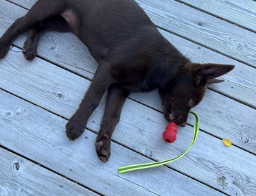 Australian kelpie valp med kong