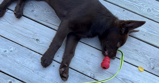 Australian kelpie valp med kong