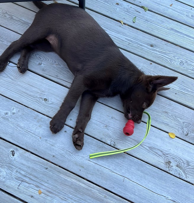 Australian kelpie valp med kong
