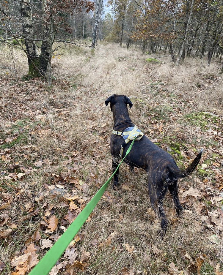 hund tittar efter spår