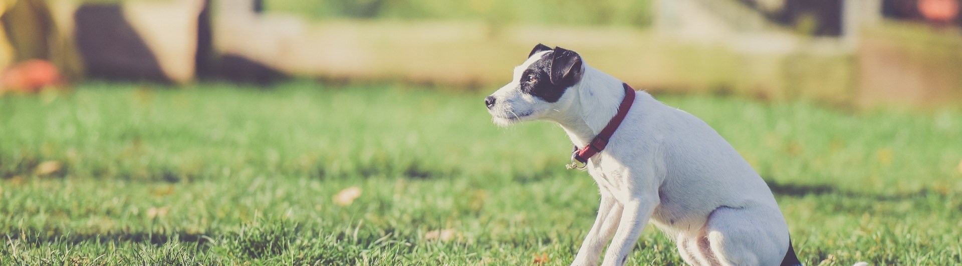 Jack russel sitter på gräsmatta