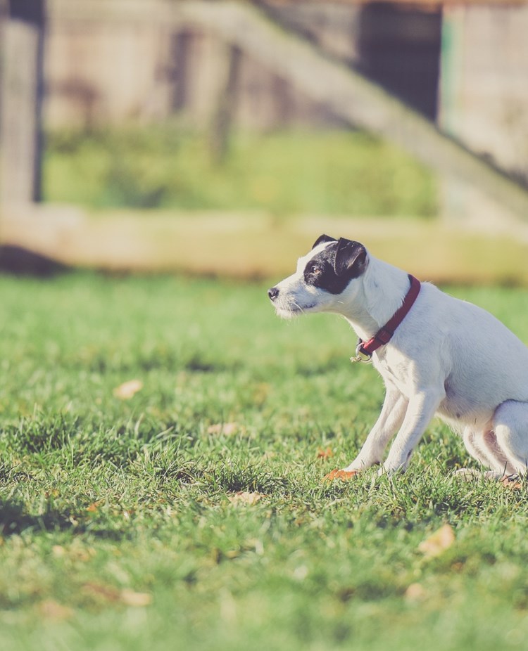 Jack russel sitter på gräsmatta