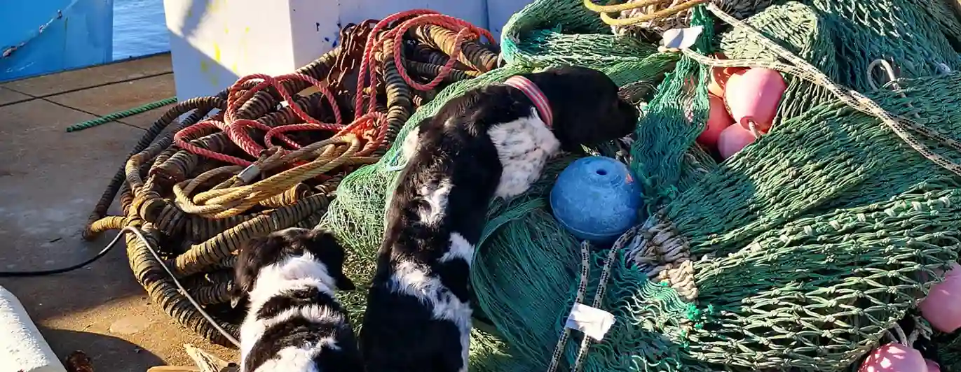 Hund som letar doftgömma bland fiskenät.