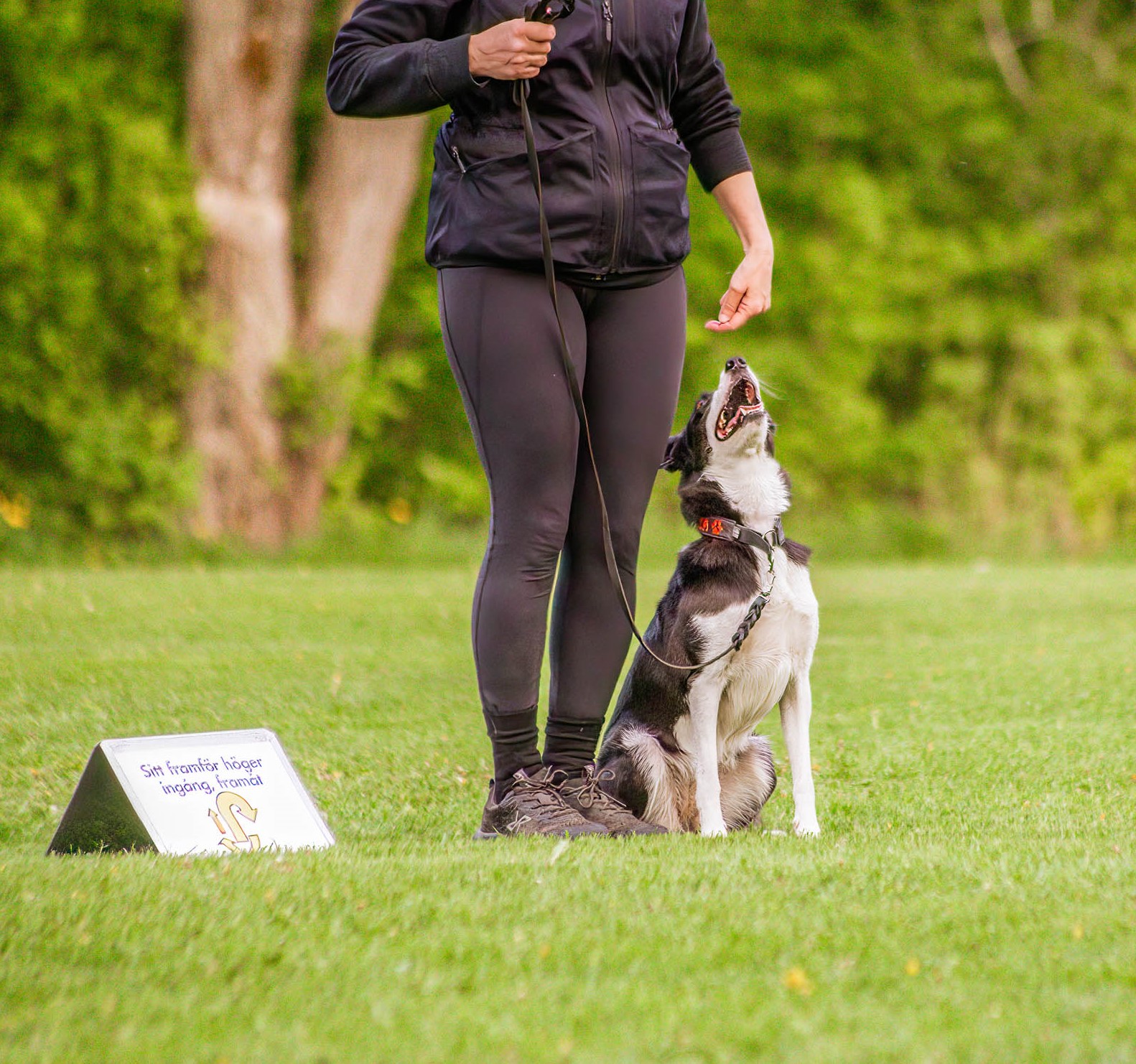 Hund sitter vid sin människas sida och tittar uppmärksamt uppåt
