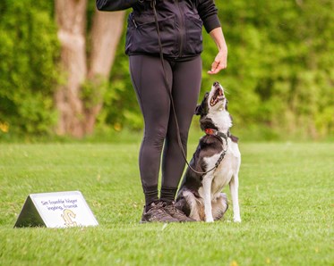 Hund sitter vid sin människas sida och tittar uppmärksamt uppåt