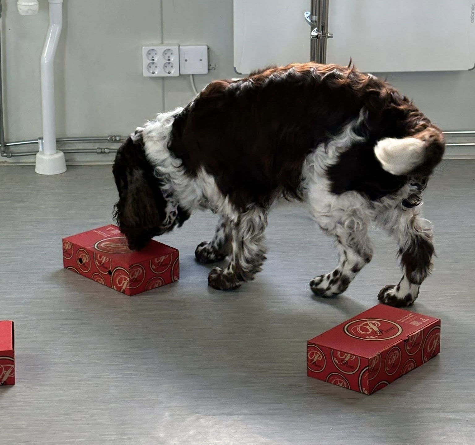 Engelsk Springer Spaniel markerar kartong