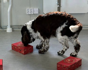 Engelsk Springer Spaniel markerar kartong