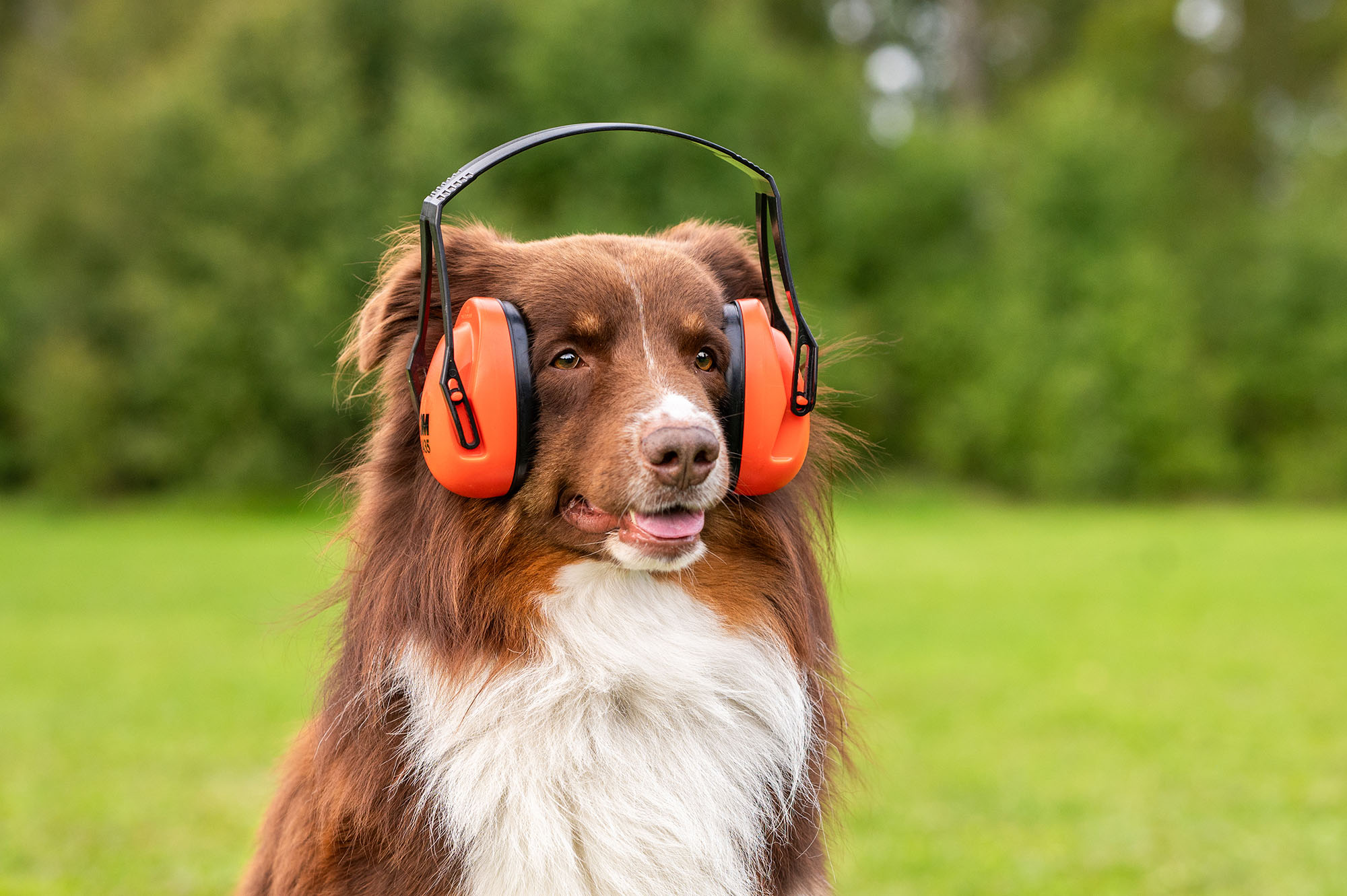 Aussie Zion med hörselkåpor inför skottträning