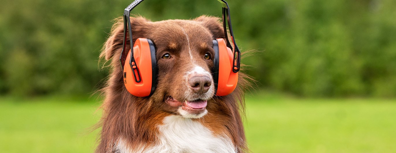 Aussie Zion med hörselkåpor inför skottträning