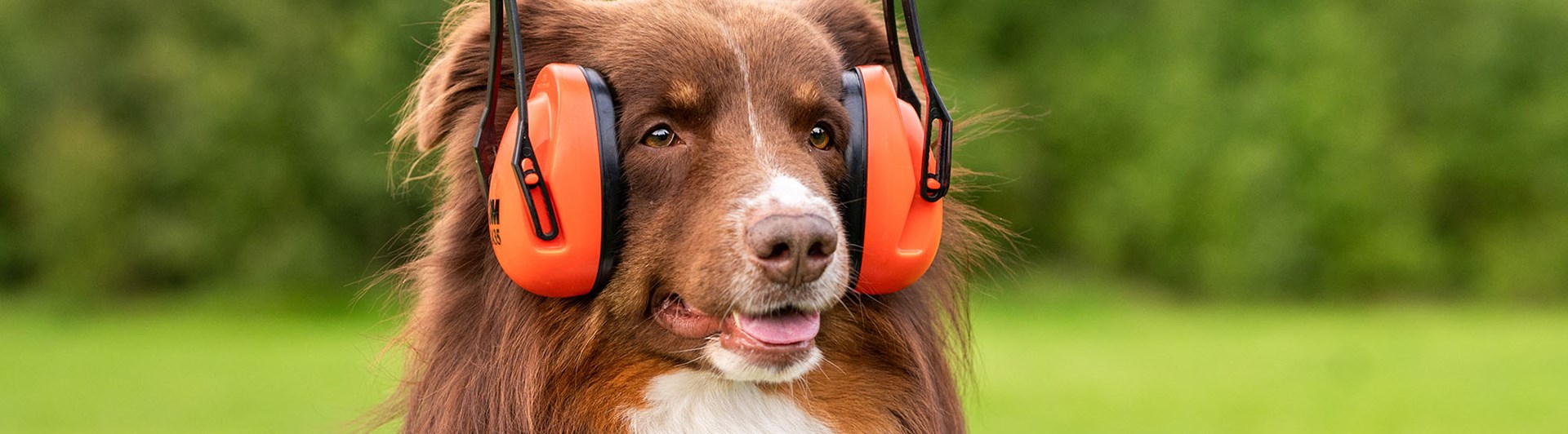 Aussie Zion med hörselkåpor inför skottträning