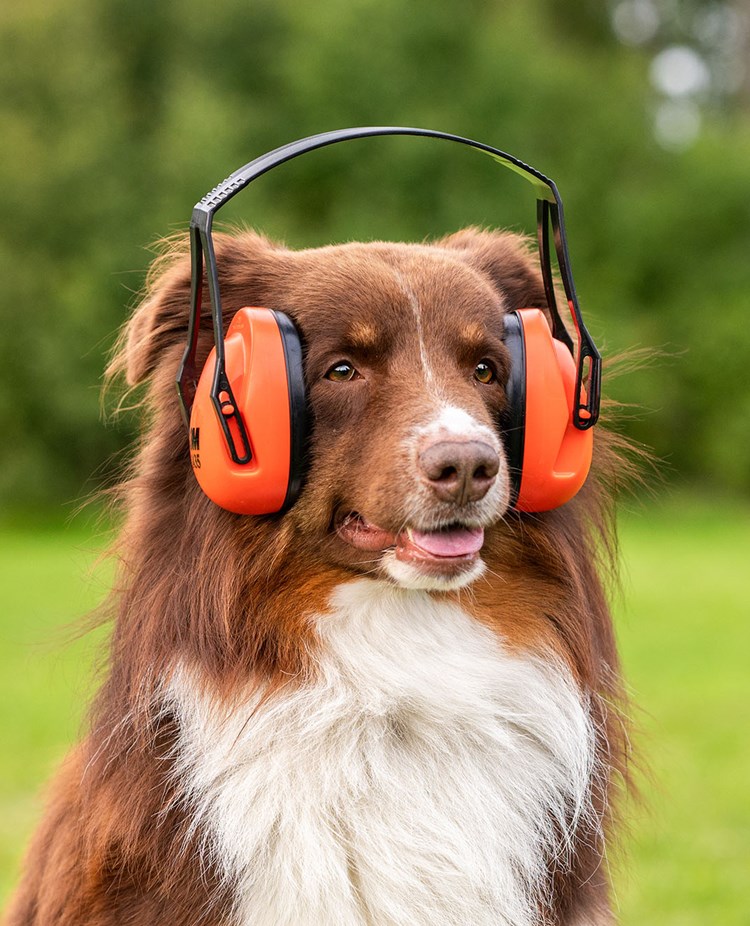 Aussie Zion med hörselkåpor inför skottträning