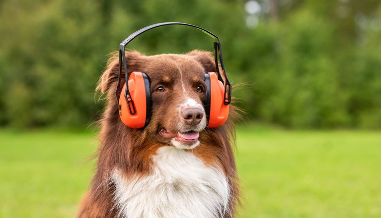 Aussie Zion med hörselkåpor inför skottträning