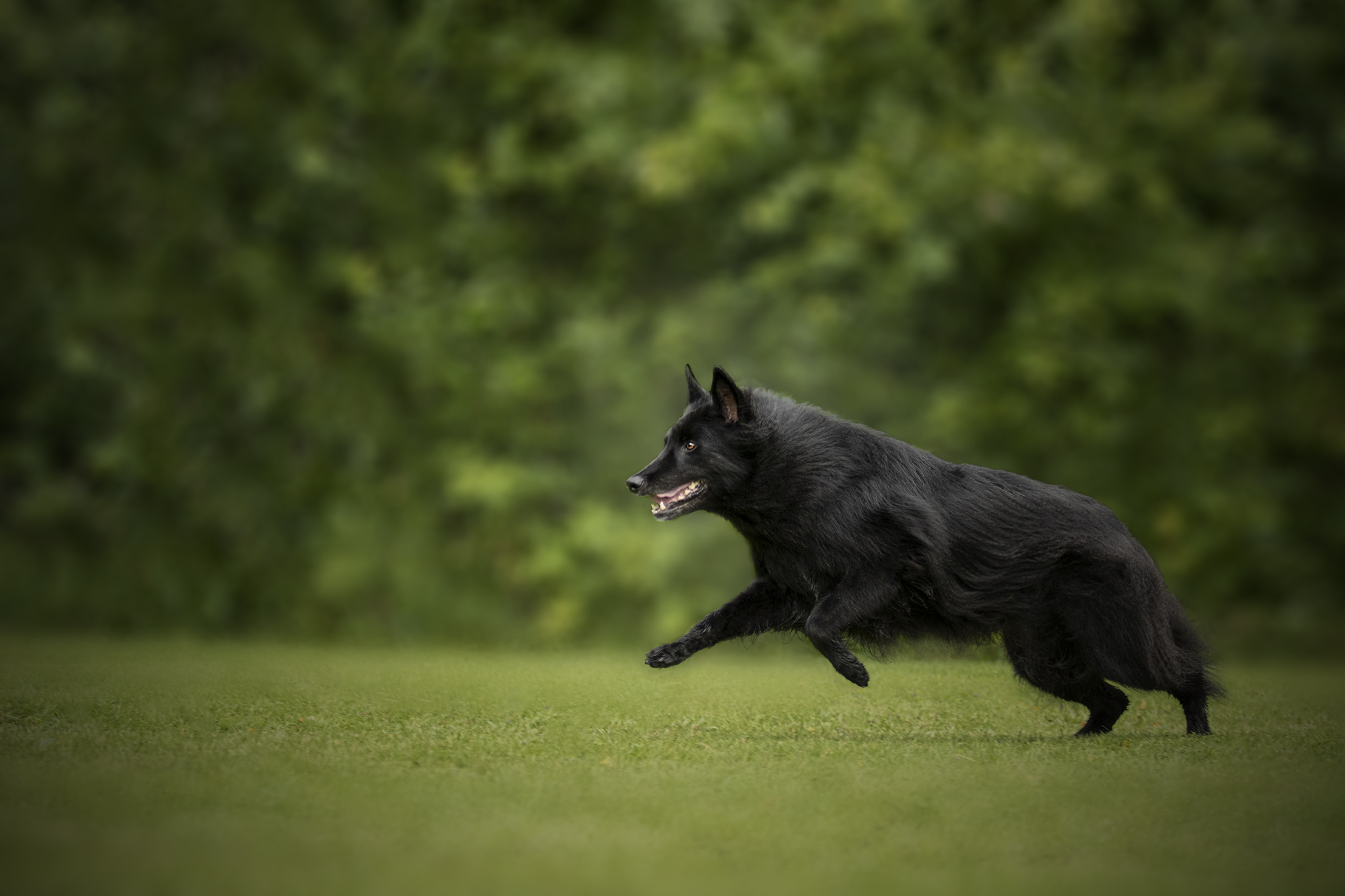 Svart hund som galopperar
