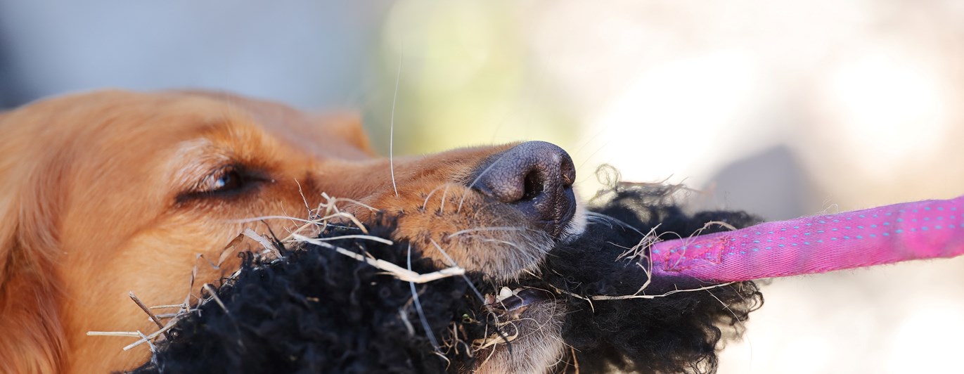 Fotograf: Nils-Petter Nilsson