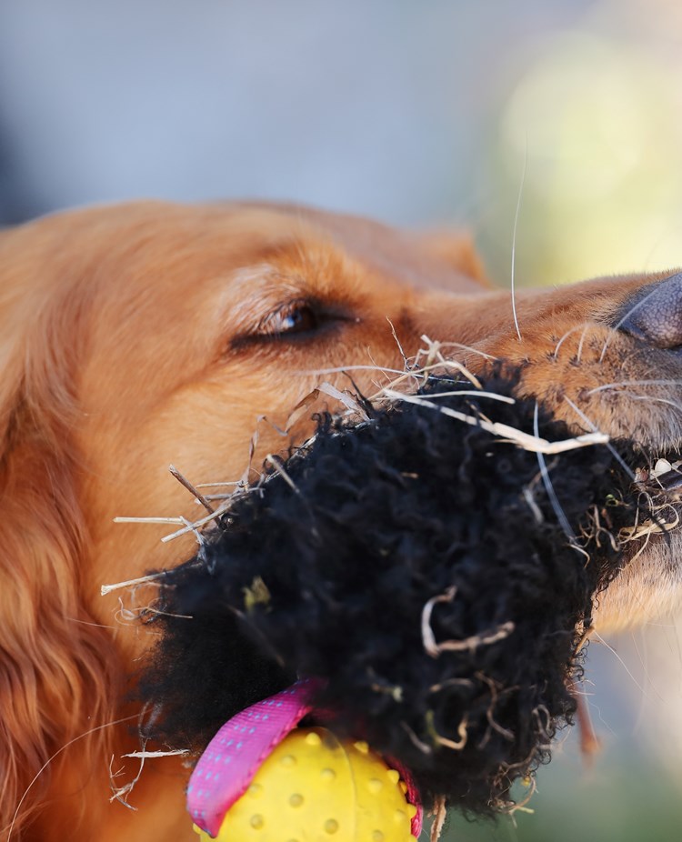 Fotograf: Nils-Petter Nilsson