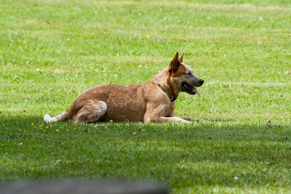 Australian Cattledog ligger redo och kollar efter sin förare i gräset