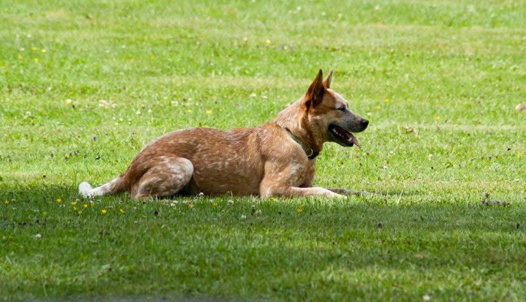Australian Cattledog ligger redo och kollar efter sin förare i gräset