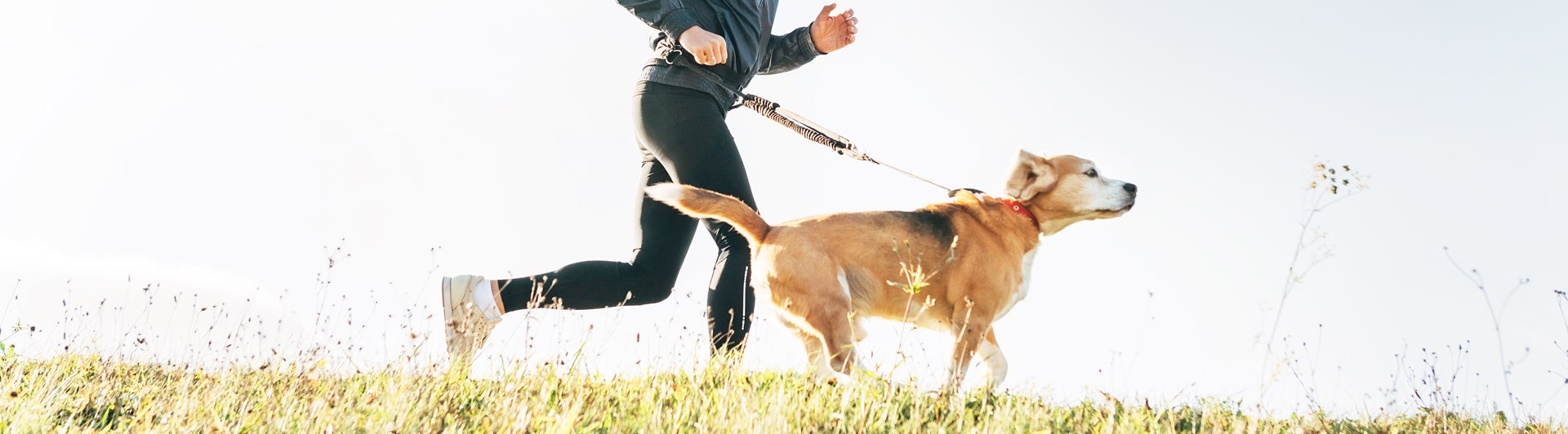 Man och hund springer