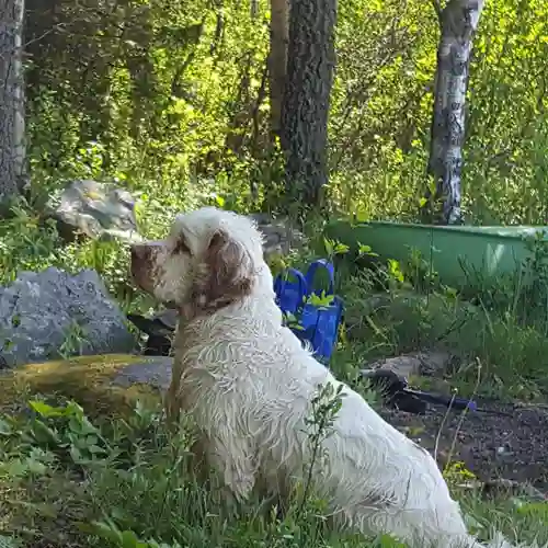 Hund som sitter vid skogen