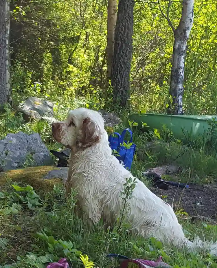 Hund som sitter vid skogen