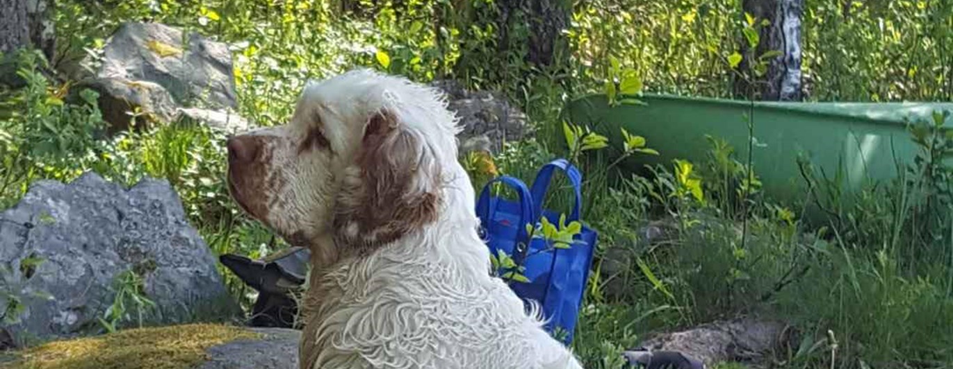 Hund som sitter vid skogen